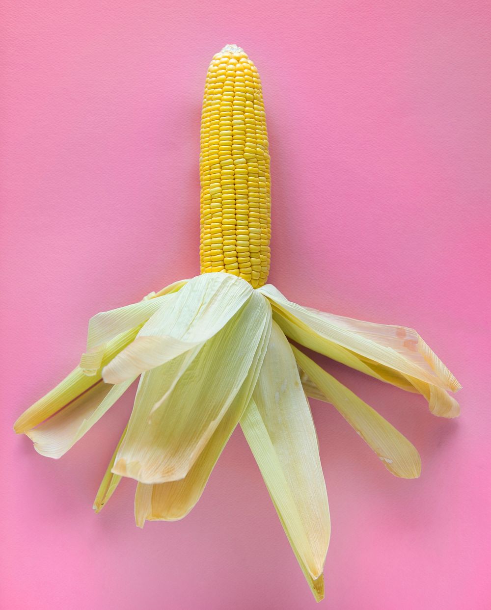 Yellow raw corn in a pink background
