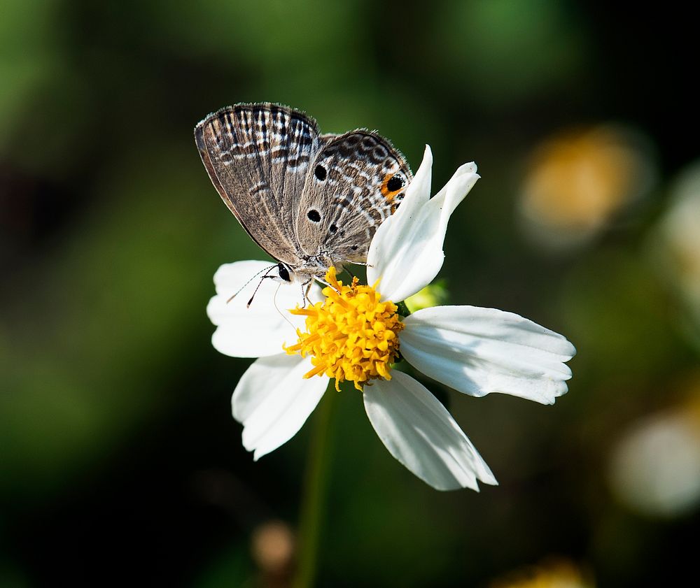 Closeup of butterfly in nature