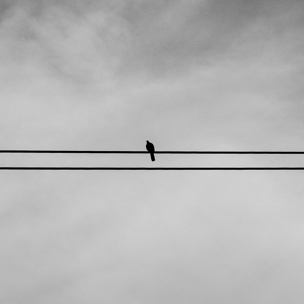 Small bird perched on the electrical wire