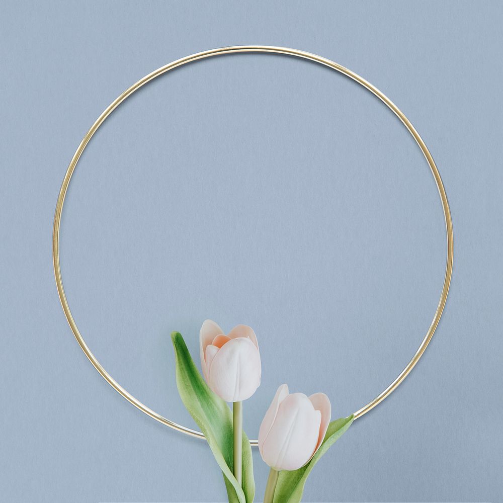 Light pink tulips with round gold frame on blue background mockup