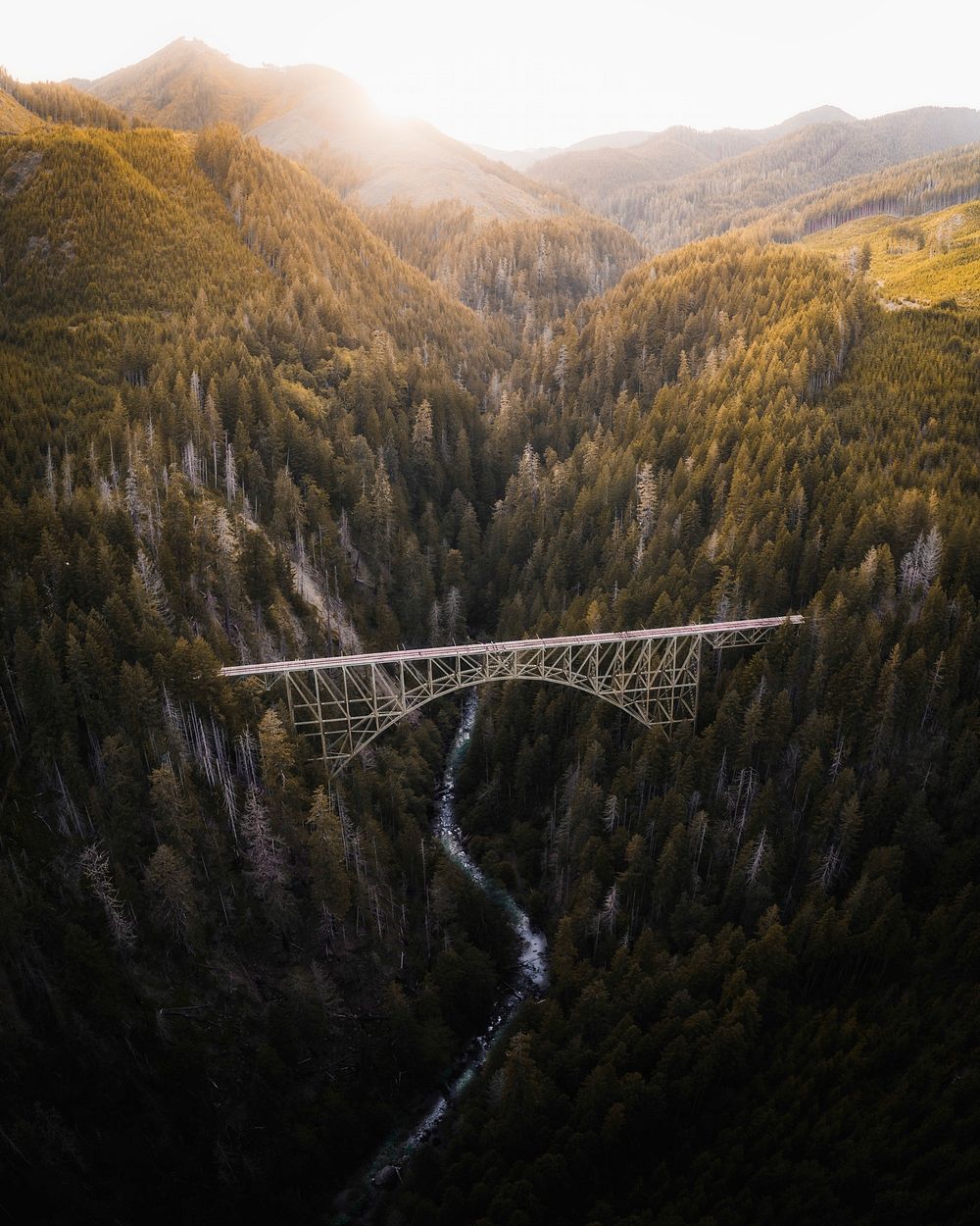 Bridge over a river in a forest