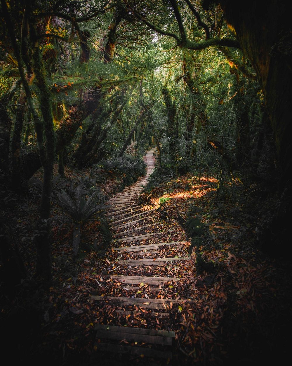 Stairway on Mount Taranaki, Egmont National Park, New Zealand
