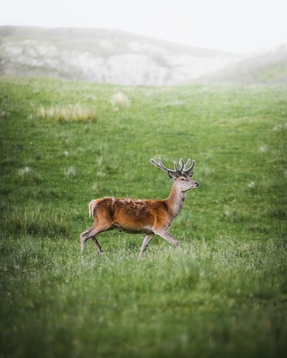 A walking deer in a field