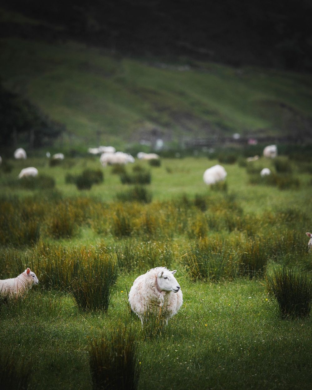Herd of Scottish sheep in a field