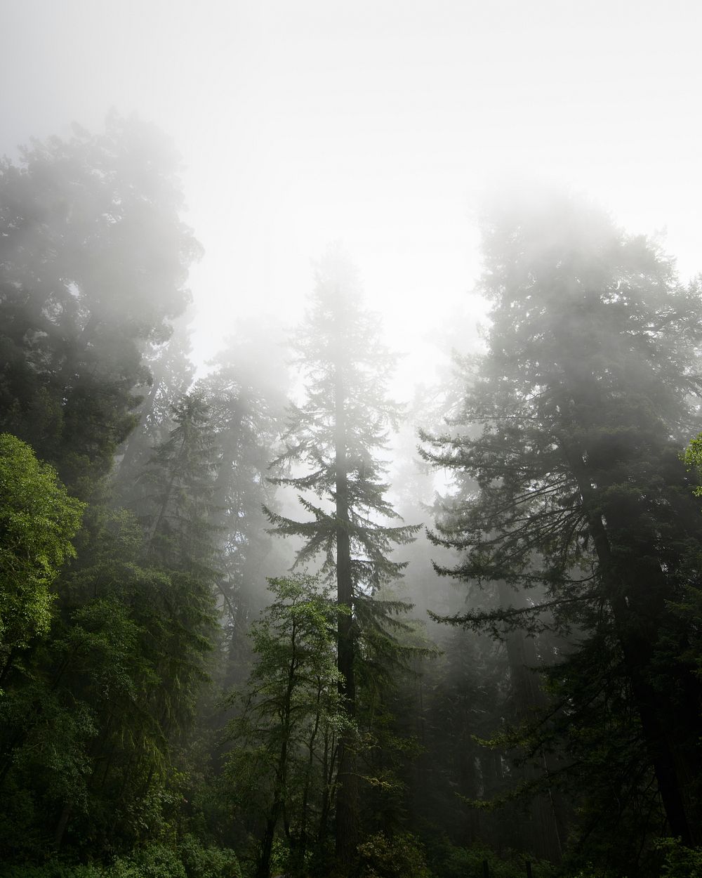 Redwood National Park in a mist, California USA
