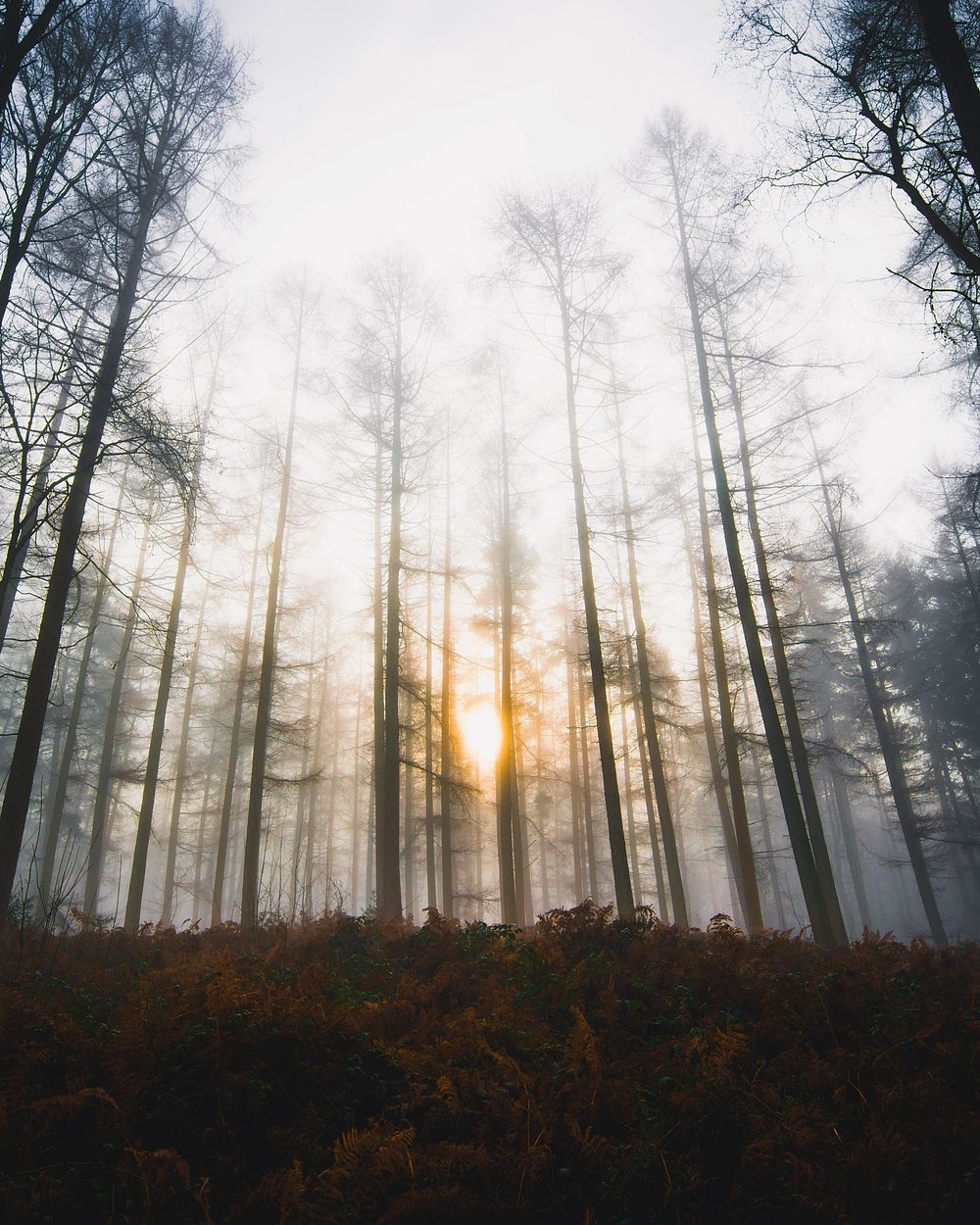 Sunlight shining through the misty woods