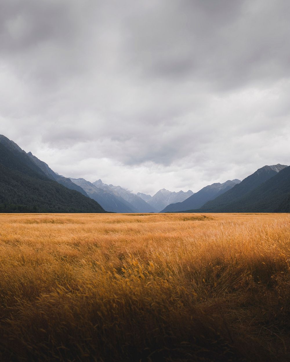 Grassland in Milford Sound, New Zealand