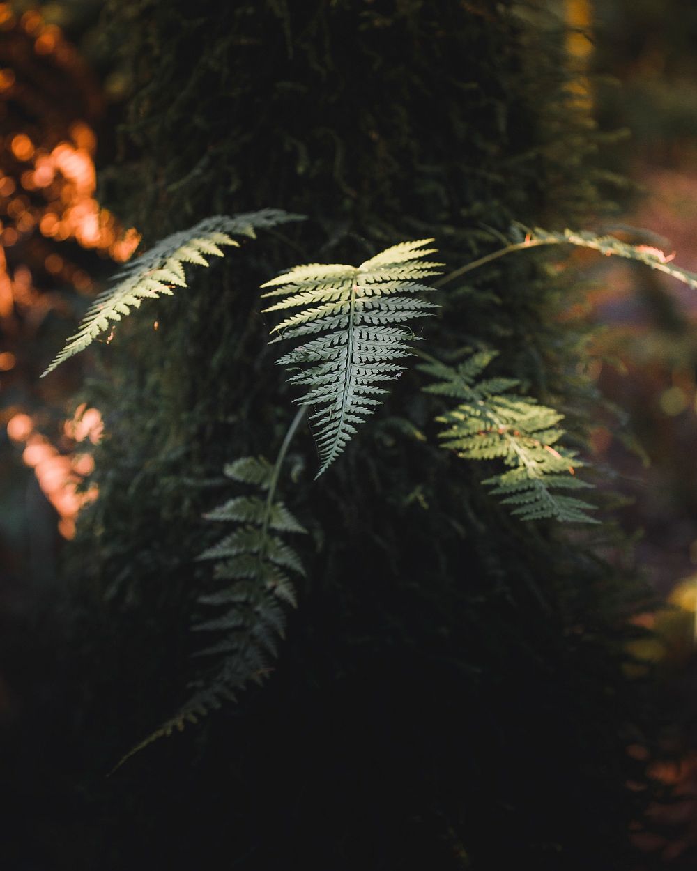 Fern leaves in a forest
