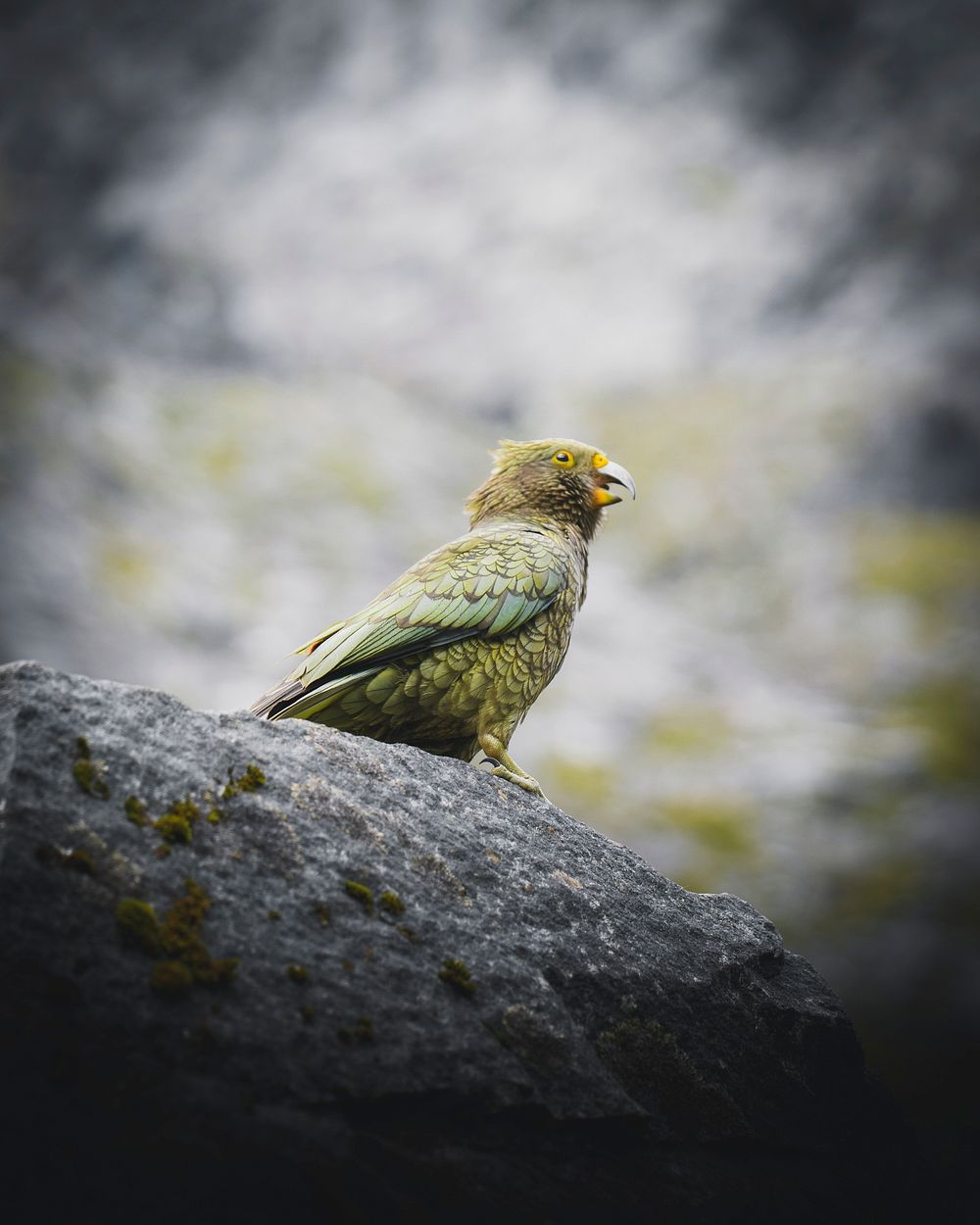 Kea bird on a rock macro shot