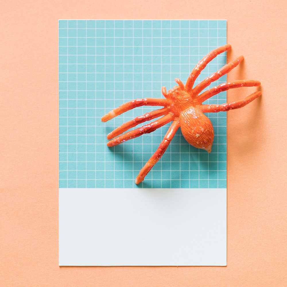 Colorful miniature spider on a paper