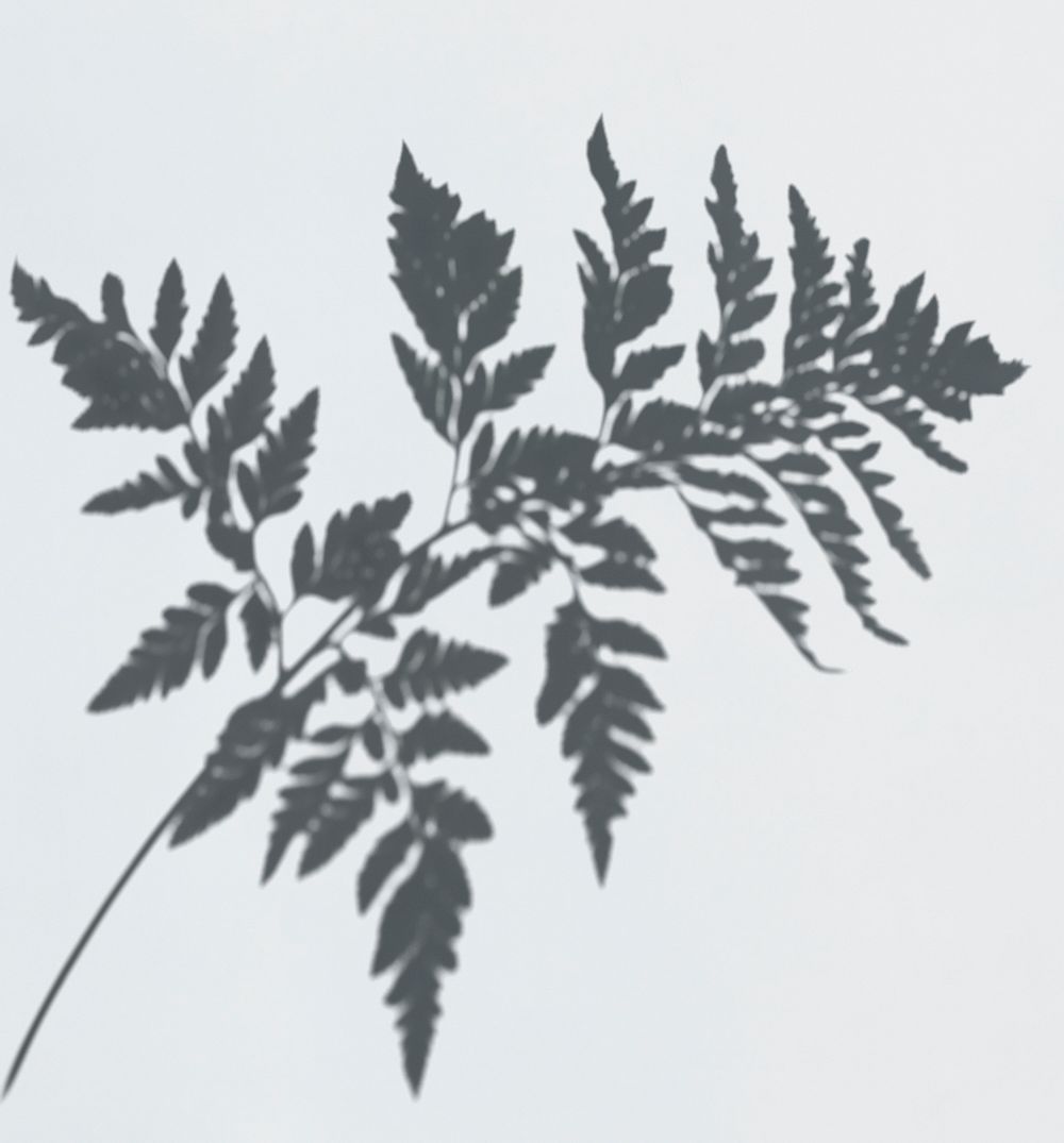 Shadow of a fern leaf on a white wall psd