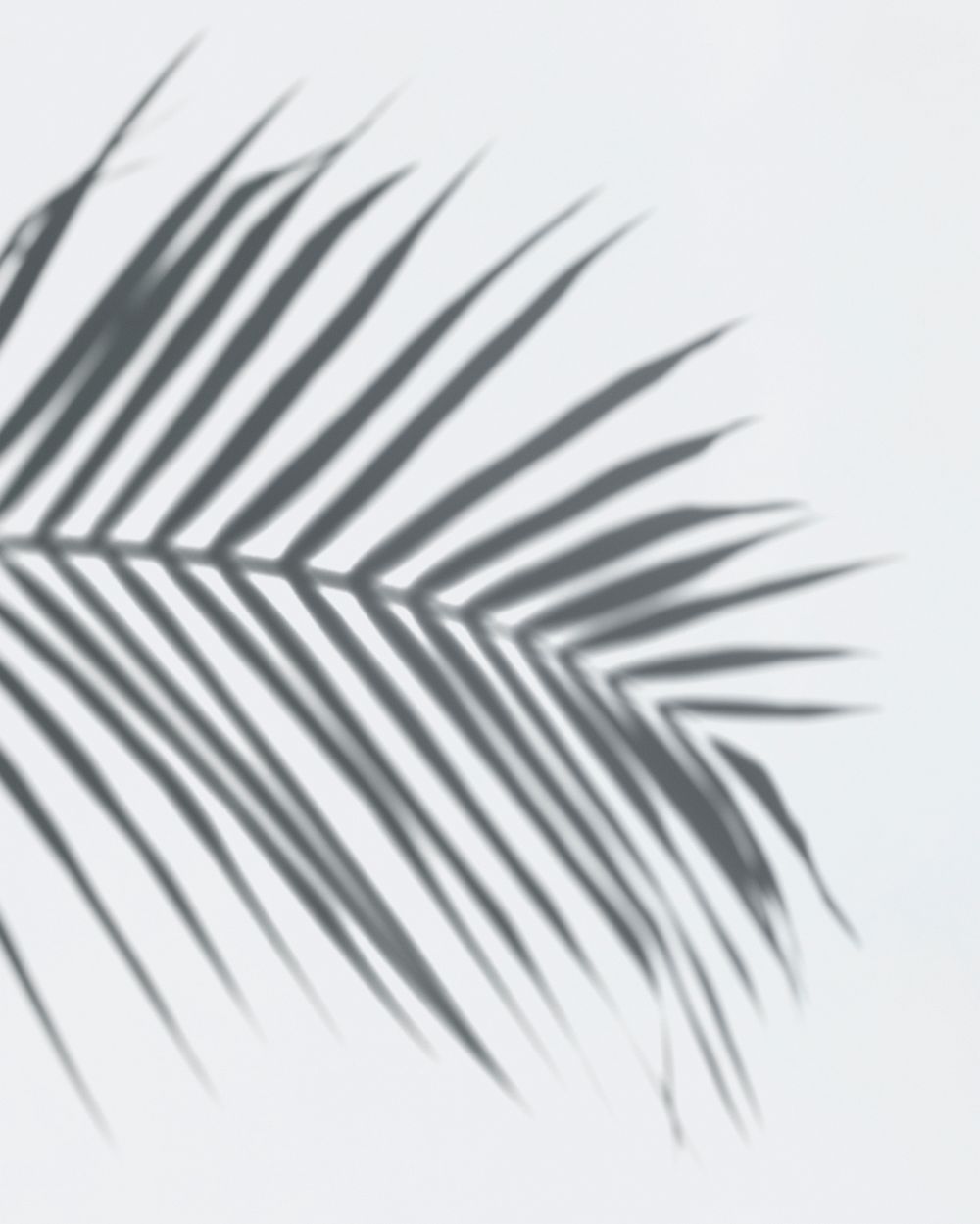 Shadow of palm leaves on a white wall psd