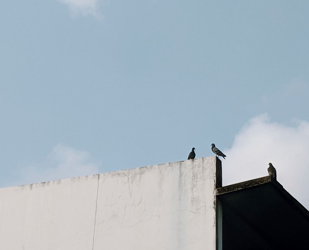 Birds perched on a white wall
