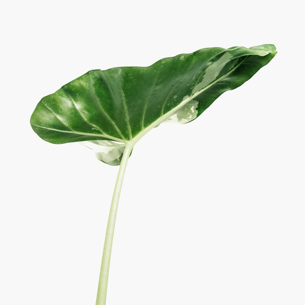 Arrowleaf elephant ear leaf isolated on an off white background