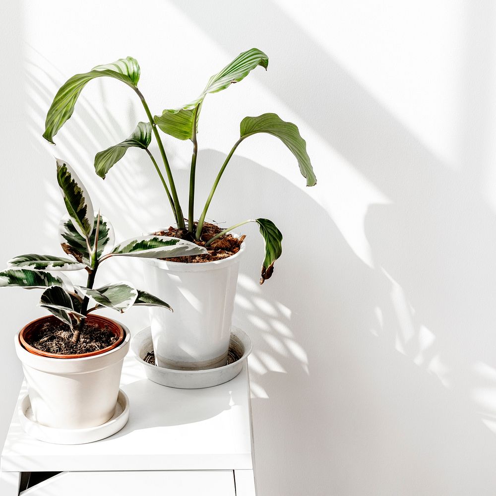 Tropical plants by a white wall with window shadow