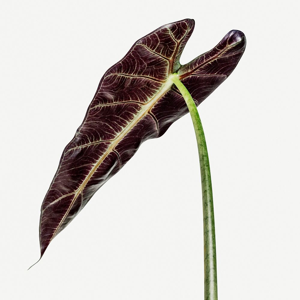 Tropical Alocasia leaf on white background mockup