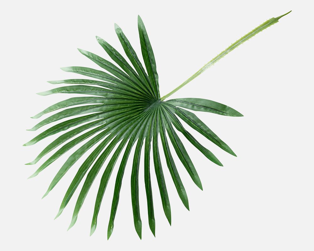 Fresh green fan palm leaf on an off white background