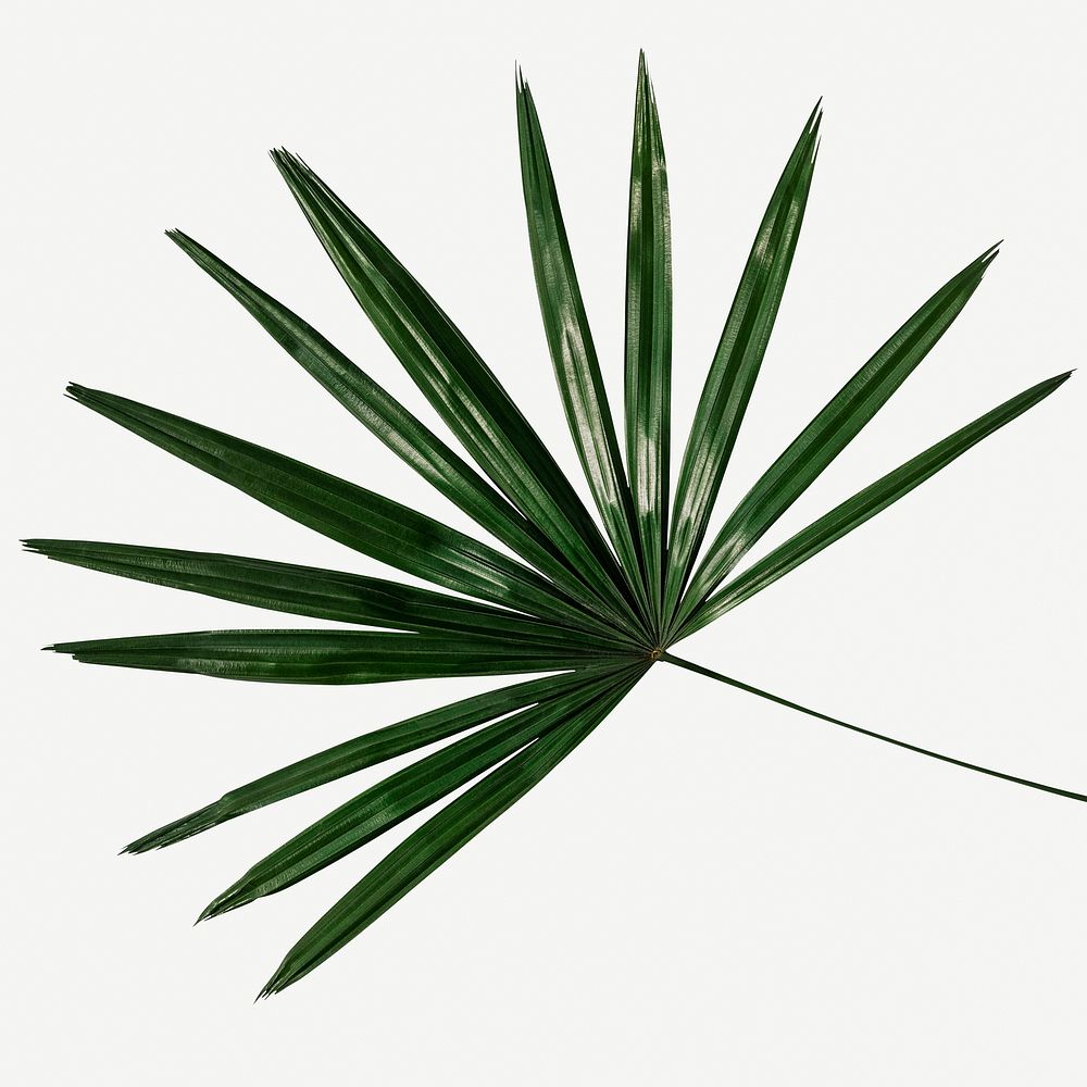 Fresh green palm leaf mockup