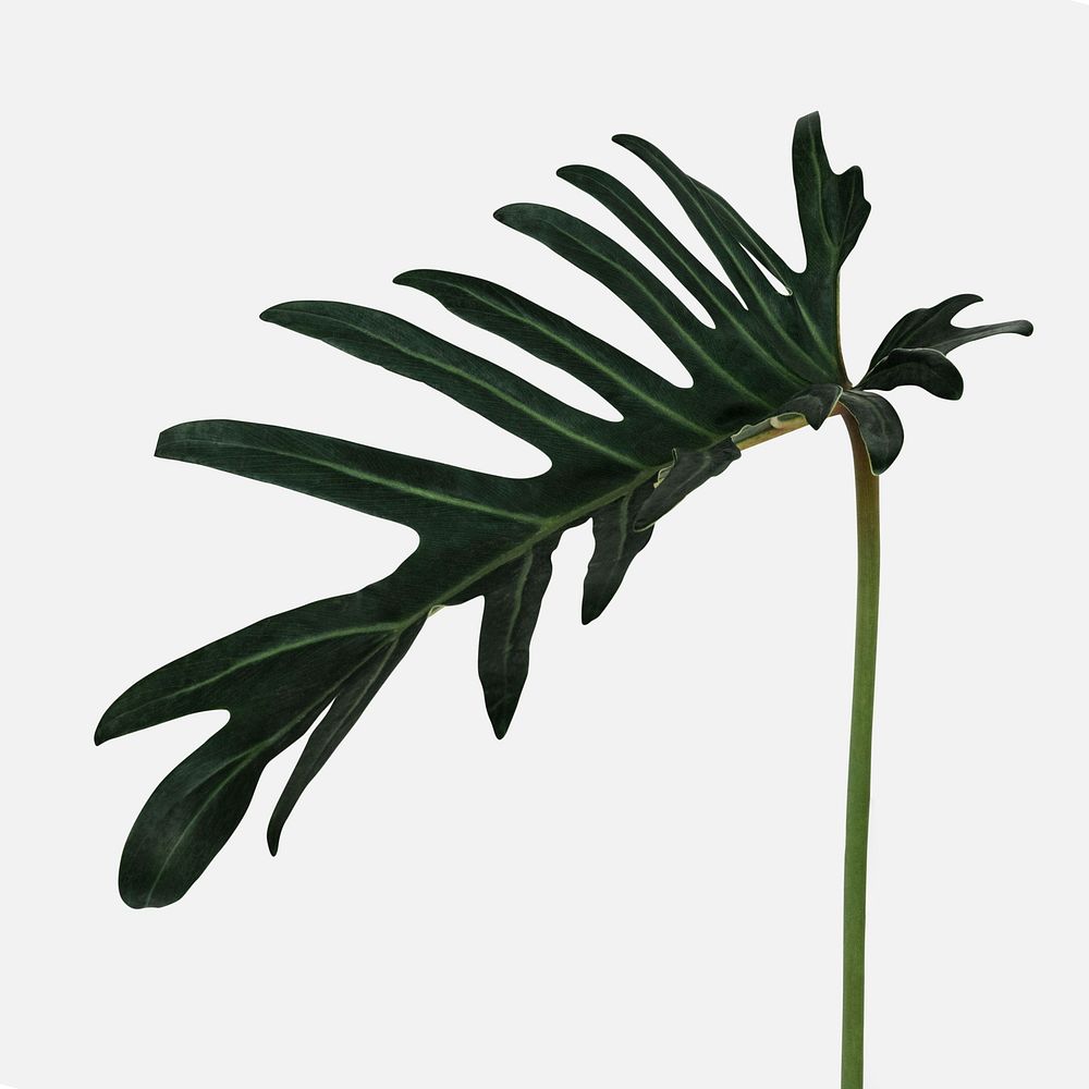 Philodendron xanadu leaf on an off white background