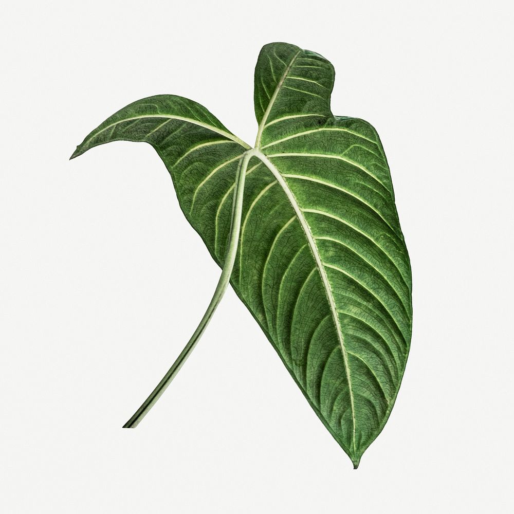 Alocasia leaf on white background mockup
