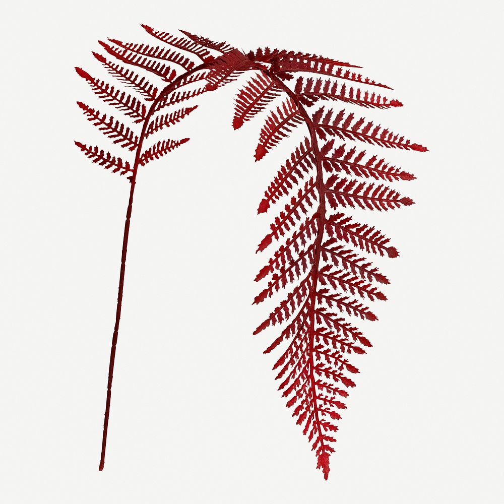 Red colored leatherleaf fern mockup