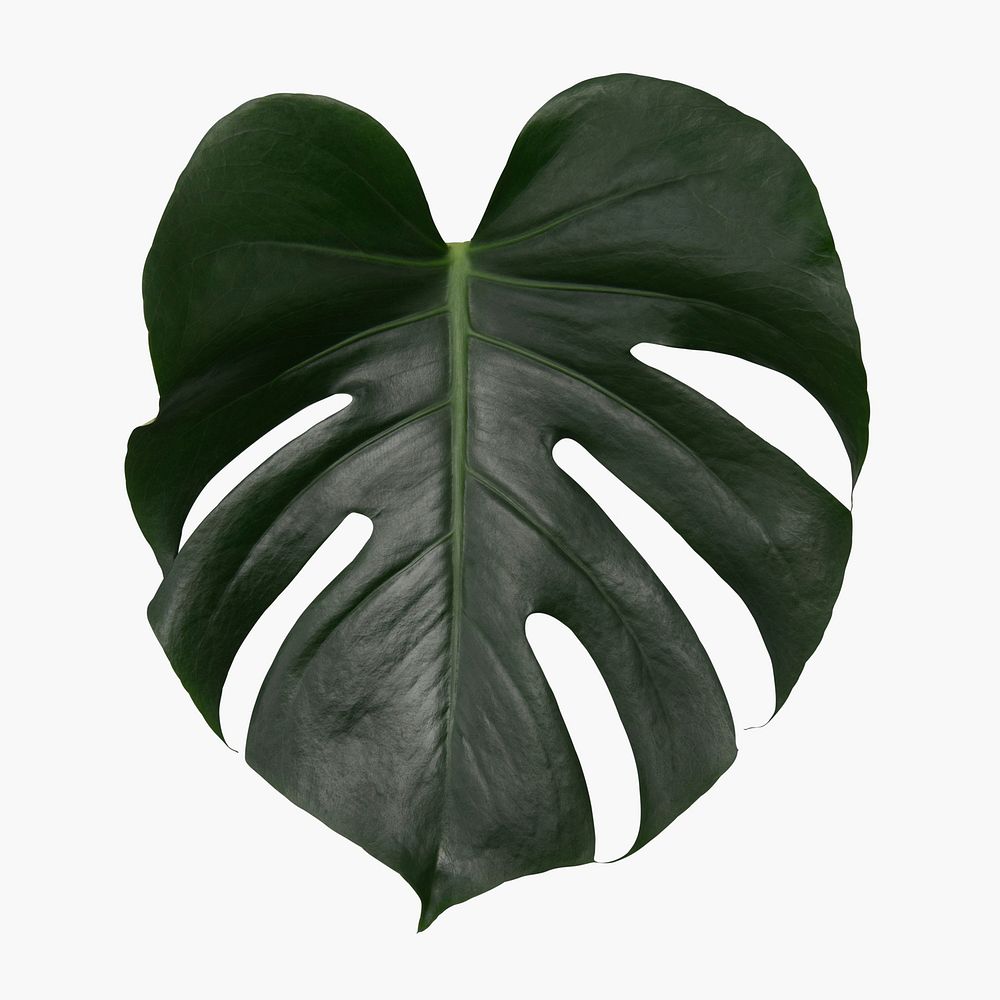 Monstera leaf psd plant mockup
