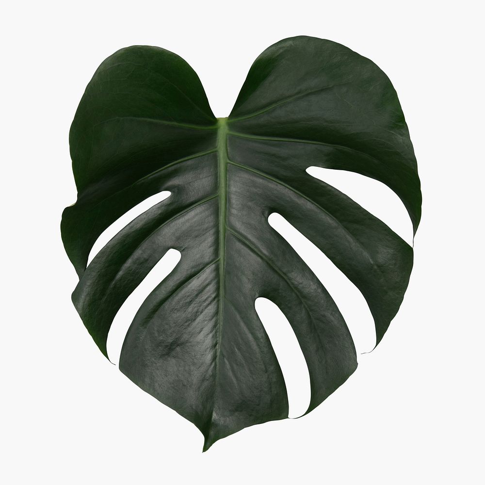 Monstera plant leaf on white background