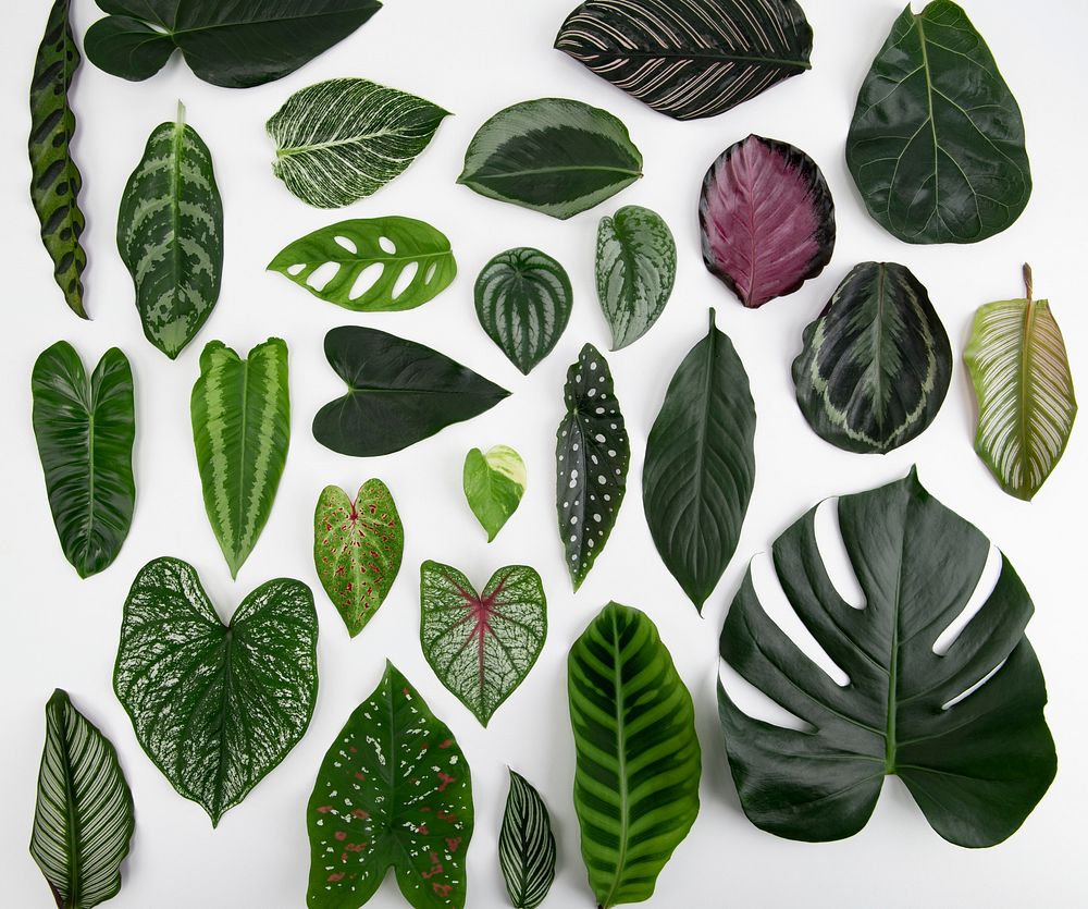 Green leaves flat lay background