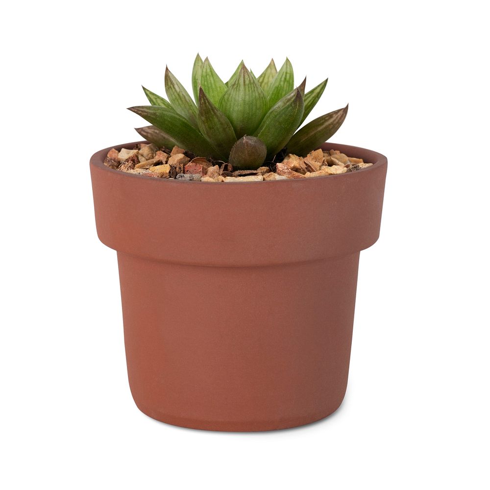 Succulent plant psd mockup in a cute pot