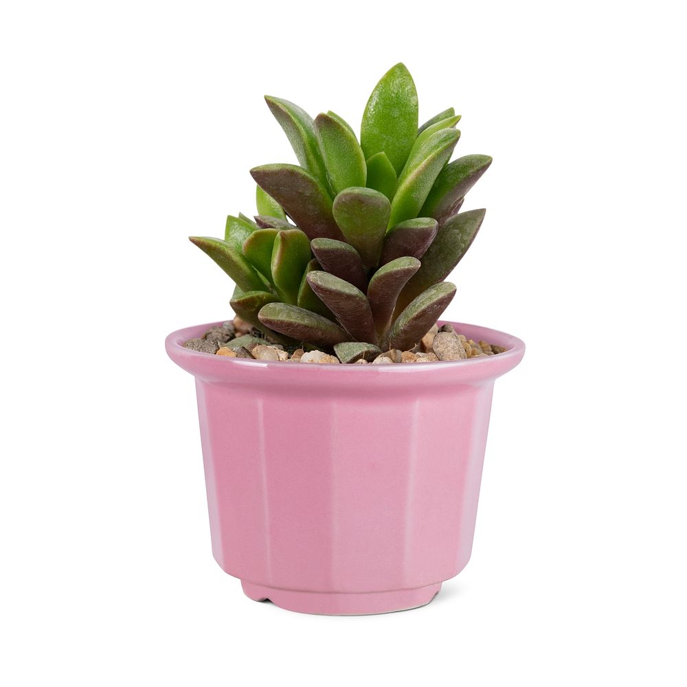 Succulent plant psd mockup in a cute pot