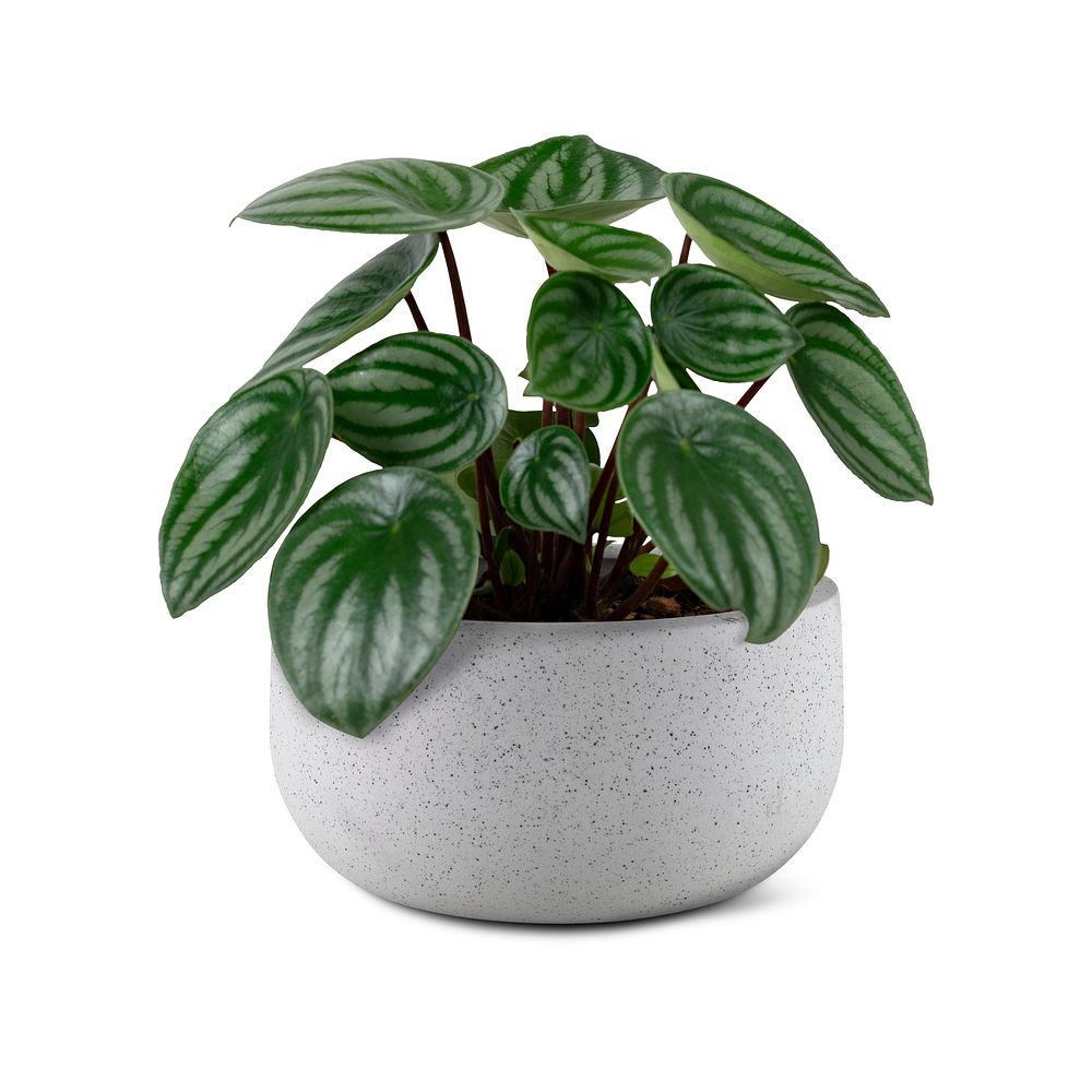 Faux watermelon peperomia psd mockup in a gray pot