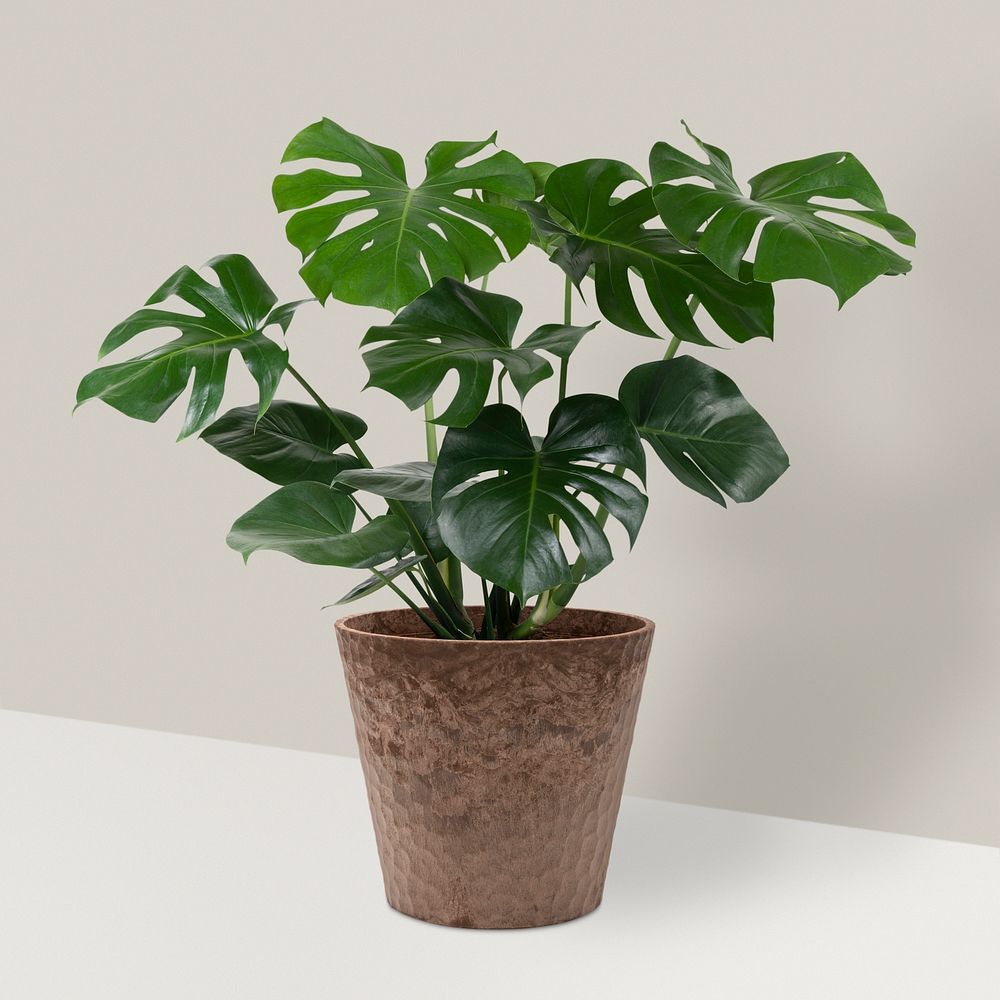 Monstera deliciosa plant mockup psd in a pot