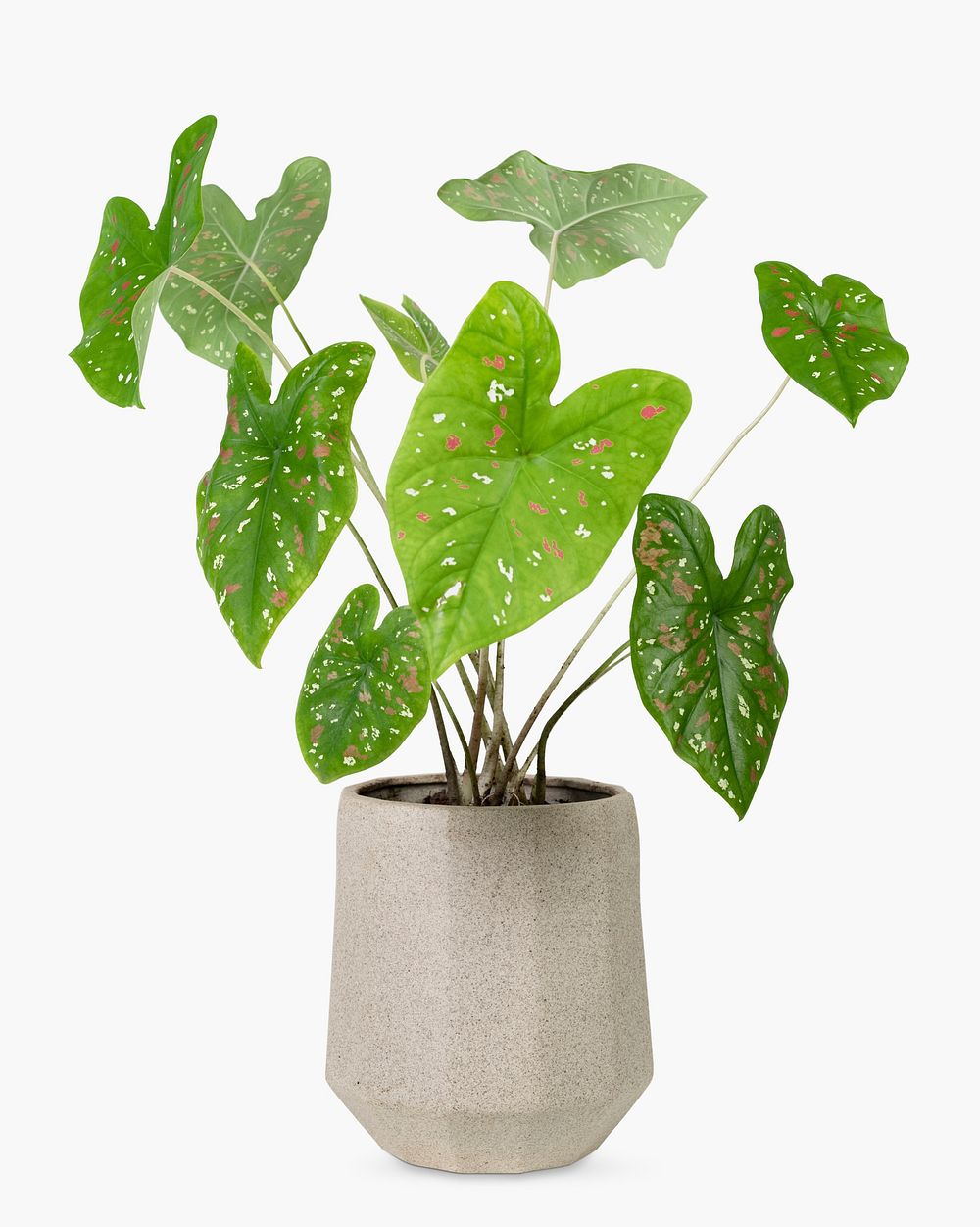 Caladium potted plant, home decor