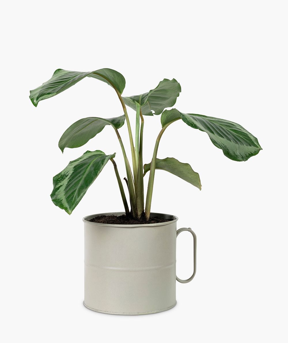 Calathea plant psd mockup in a pot