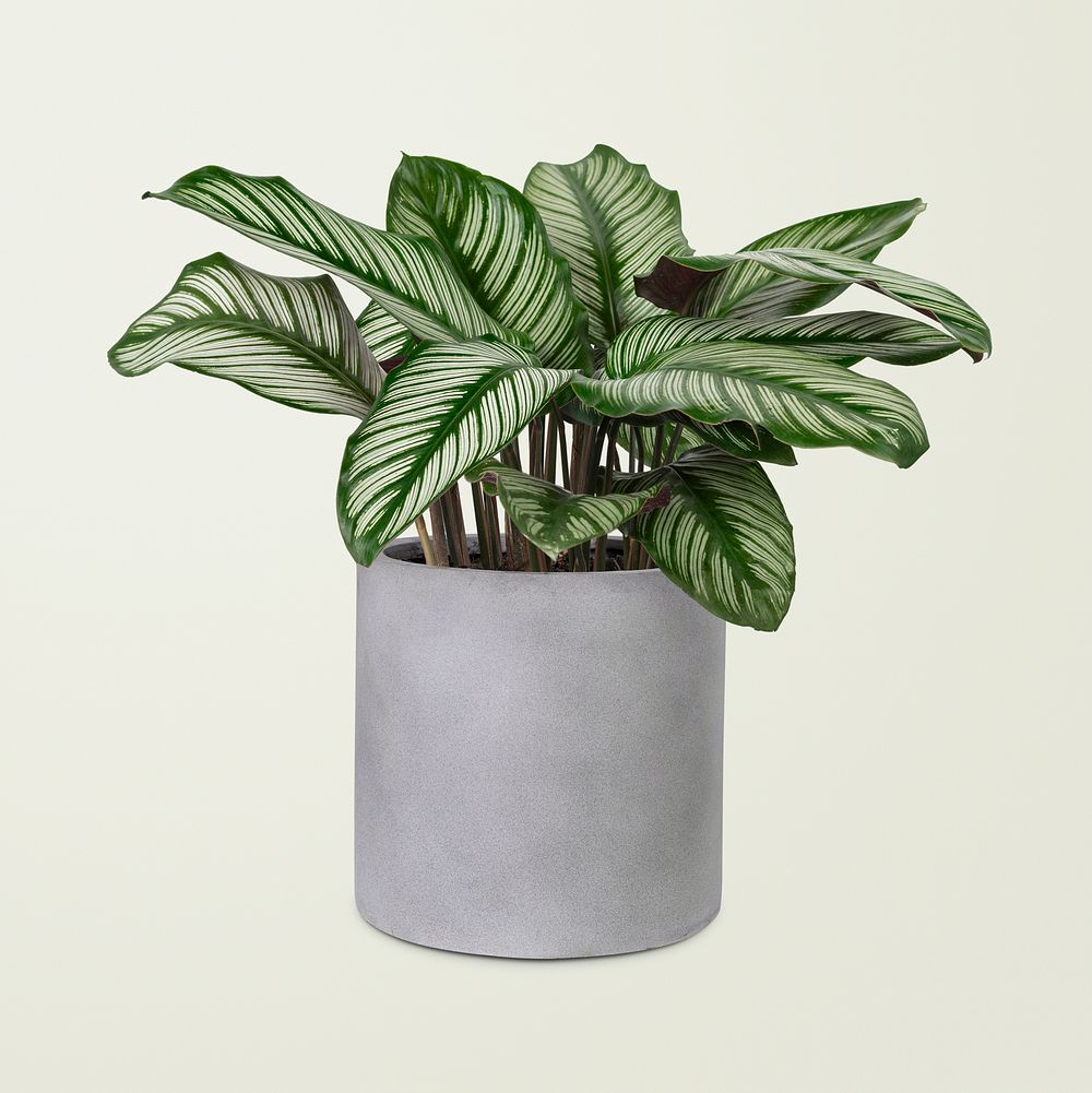 Calathea plant psd mockup in a gray pot