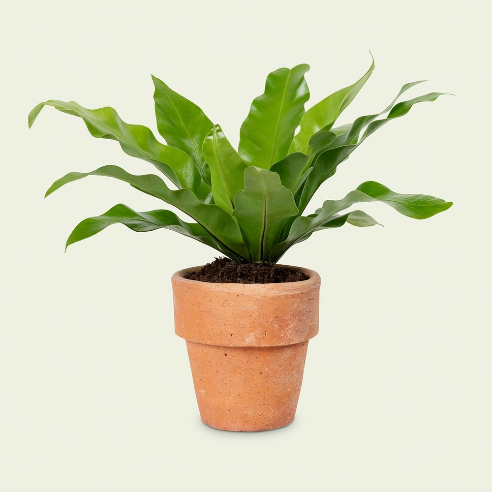 Birds nest fern plant mockup psd in a terracotta pot home decor object