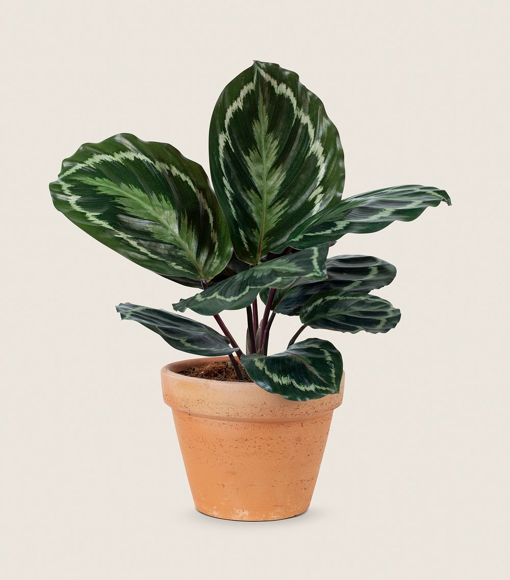 Calathea plant psd mockup in a terracotta pot home decor object