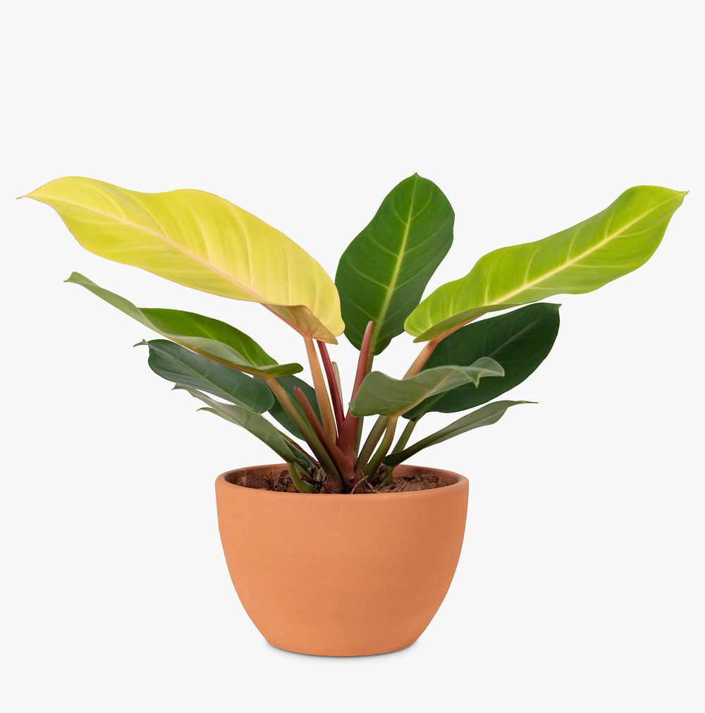 Camille plant psd mockup in a terracotta pot home decor object