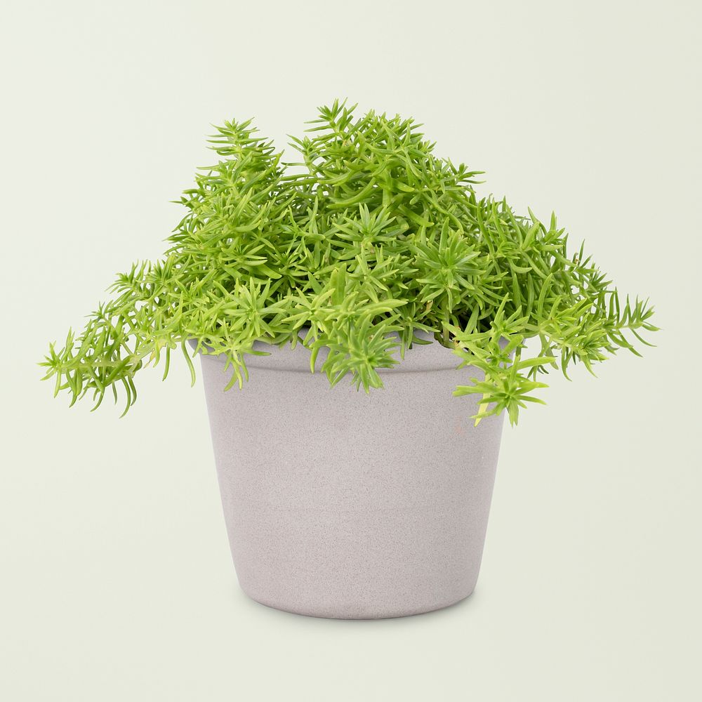 Sedum Lineare plant psd mockup in gray pot