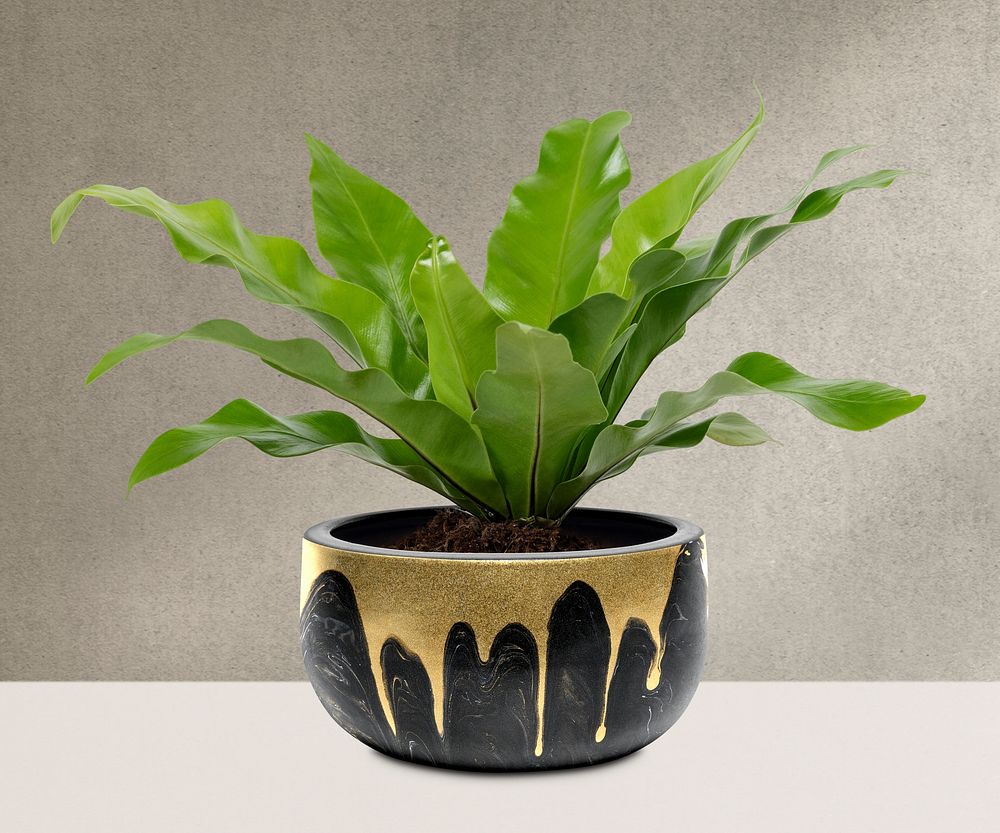 Birds Nest Fern Plant psd mockup in a black pot