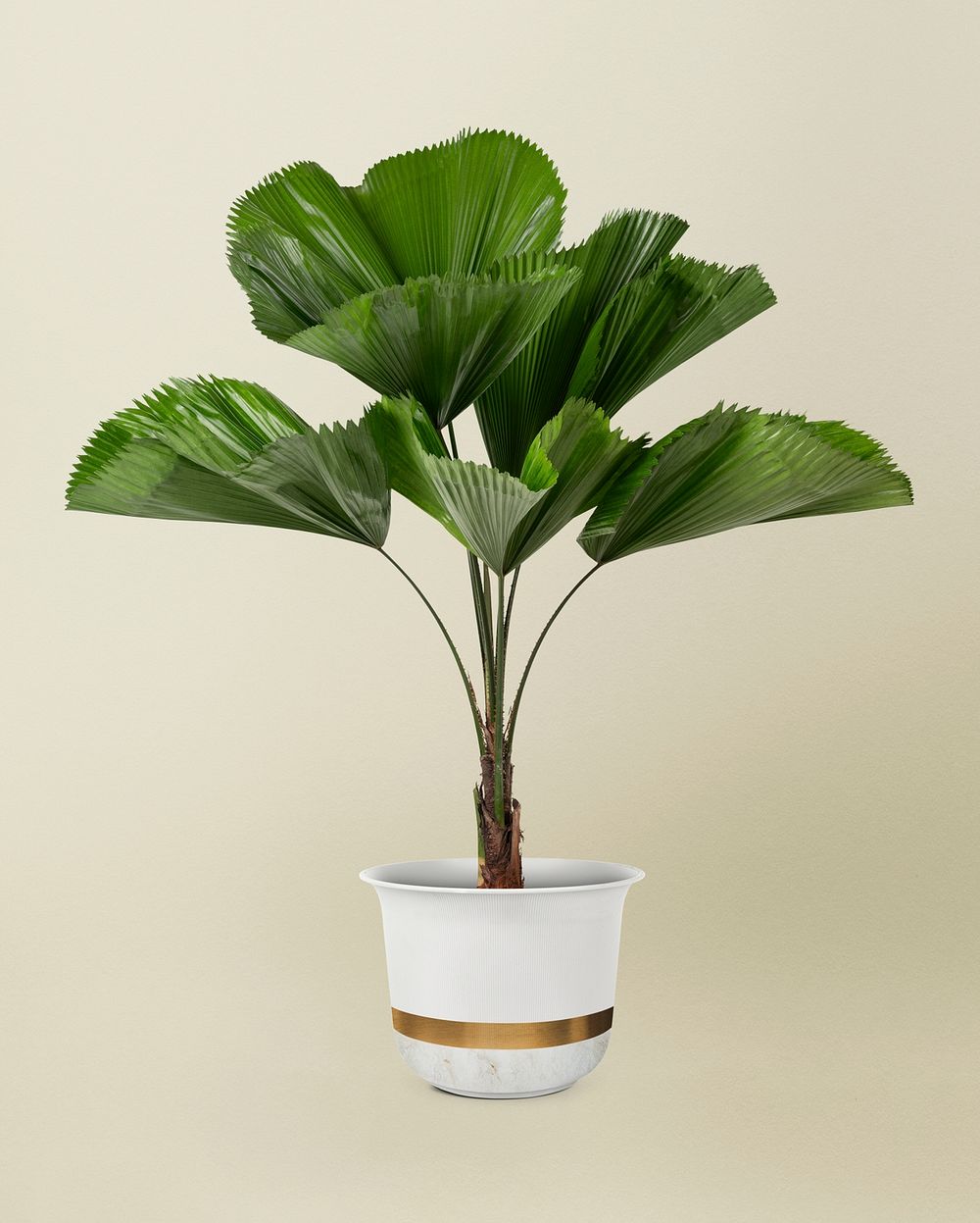 Ruffled leaf plant psd mockup in a white pot