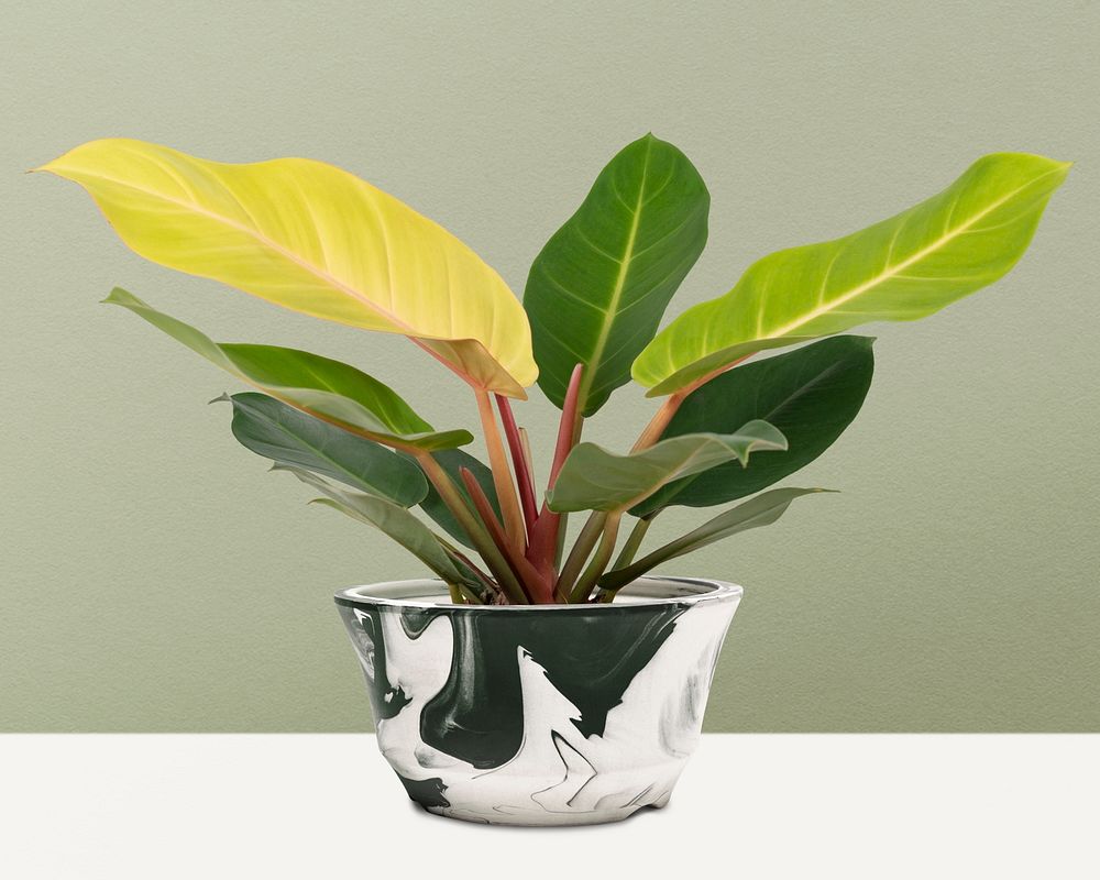 Dieffenbachia camille plant psd mockup in a pot