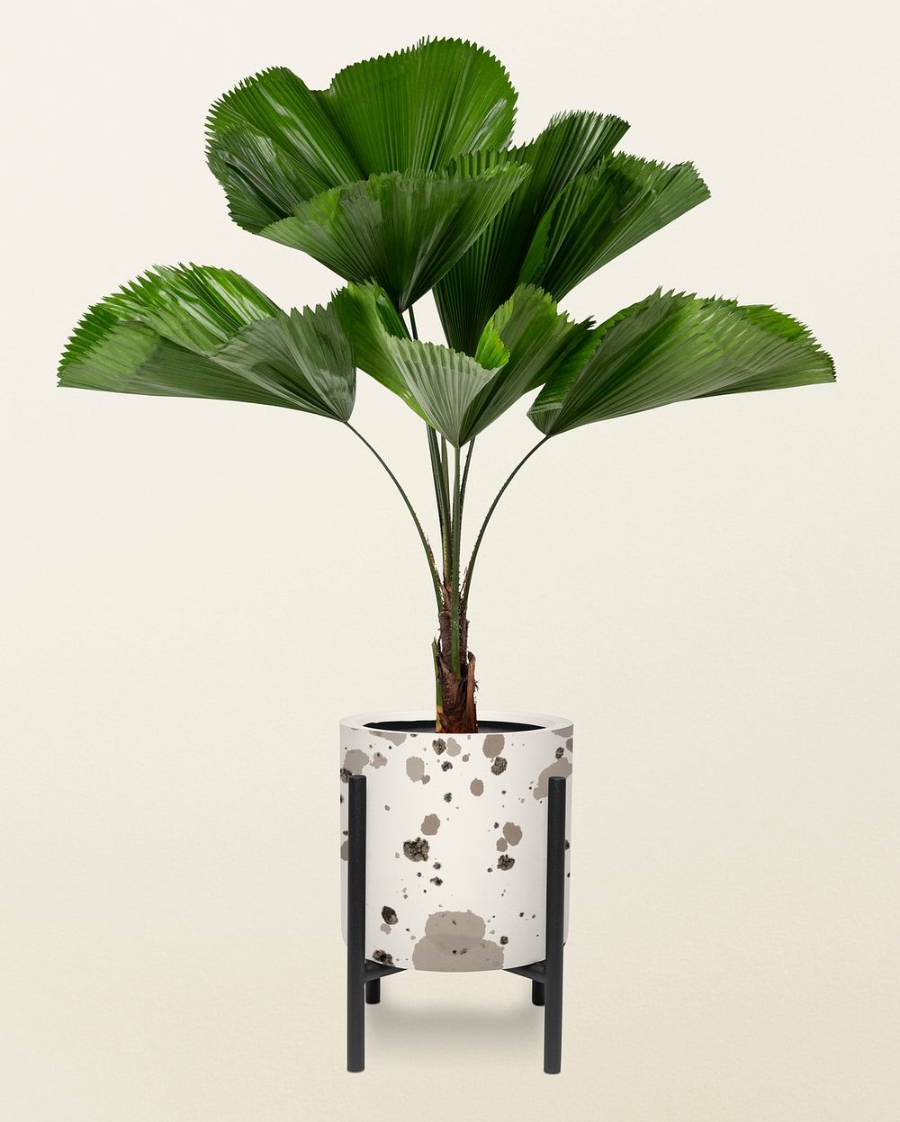 Ruffled leaf plant psd mockup in a pot