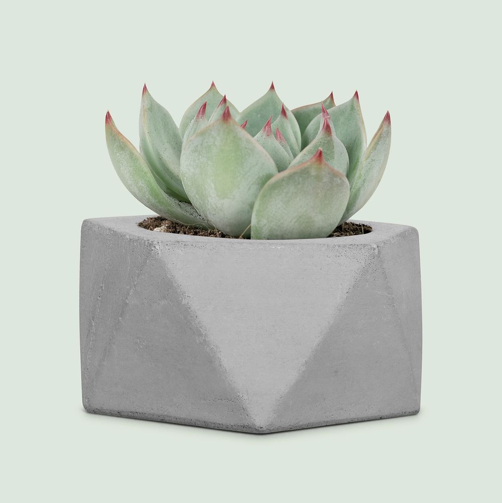 Succulent plant mockup psd in a small gray pot