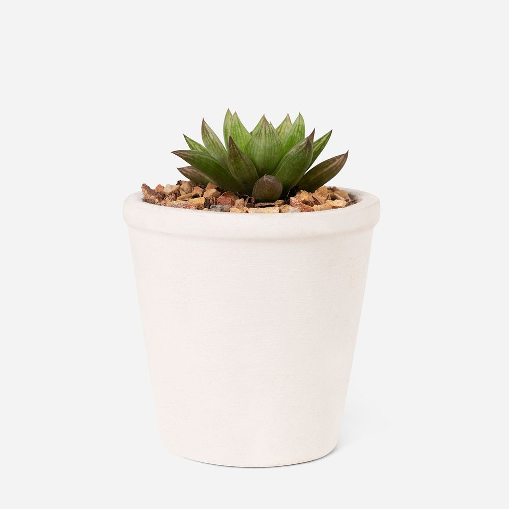 Small succulent plant psd mockup in a white pot