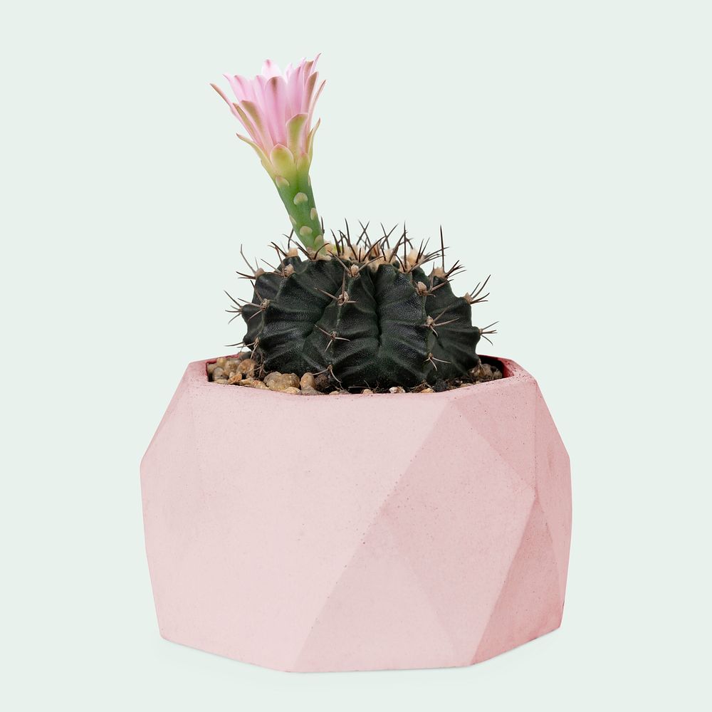 Echinopsis cactus plant psd mockup with pink flower
