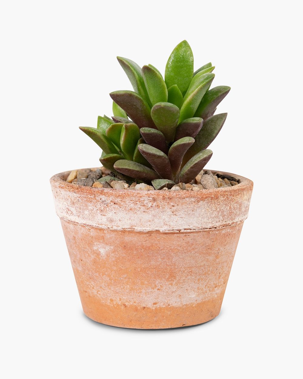 Succulent plant psd mockup in a terracotta pot home decor object