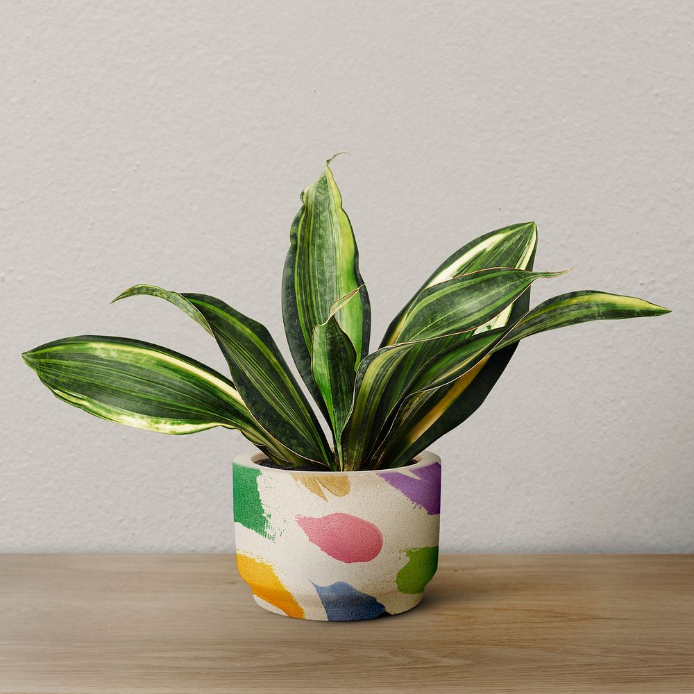 Snake plant psd mockup in a pot by a wall