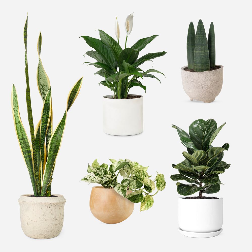 Houseplant psd mockup in pot set