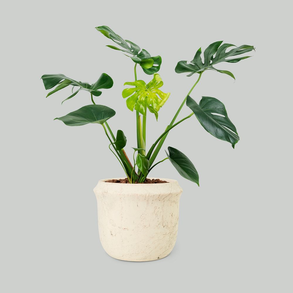 Monstera deliciosa plant psd mockup in a pot